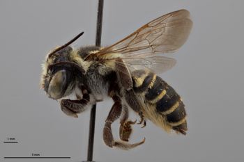 Media type: image;   Entomology 16269 Aspect: habitus lateral view